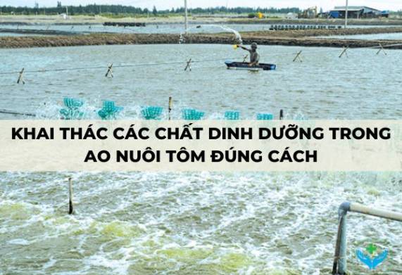 Khai thác các chất dinh dưỡng trong ao nuôi tôm đúng cách