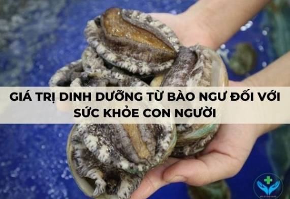 Giá trị dinh dưỡng từ bào ngư đối với sức khỏe con người