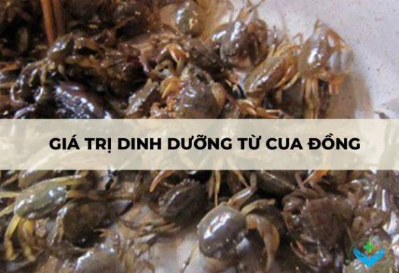 Giá trị dinh dưỡng từ cua đồng