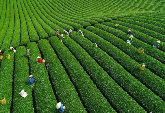 Phần mềm Quản lý sản xuất chè