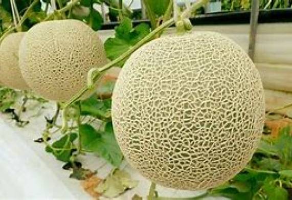 Thương vụ hợp tác xuất khẩu dưa lưới cho vị khách hàng người Hồng Kông