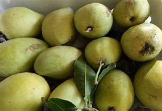 Thương vụ xuất khẩu sản phẩm xoài tươi sang thị trường Lào