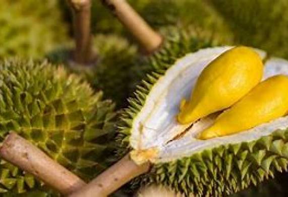 Cơ hội hợp tác với doanh nghiệp tại Trung Quốc cho đơn hàng sầu riêng