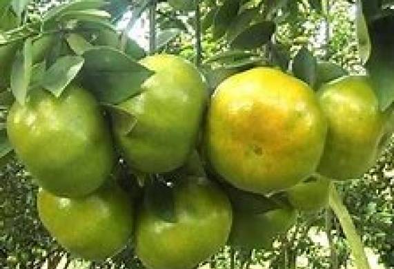 Thương vụ xuất khẩu quýt da xanh sang thị trường Philippines