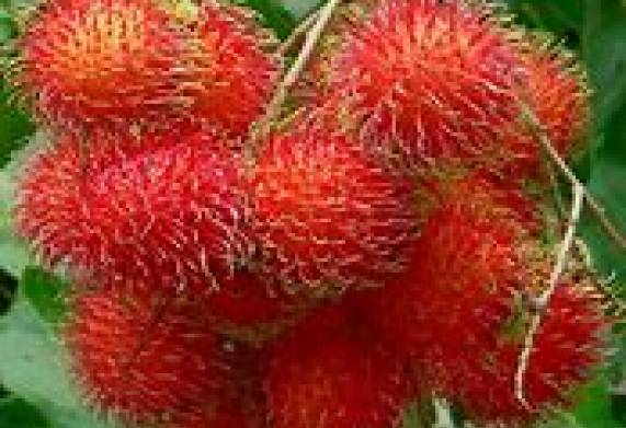 Cơ hội xuất khẩu Vải, Nhãn, Chôm Chôm sang thị trường Nga
