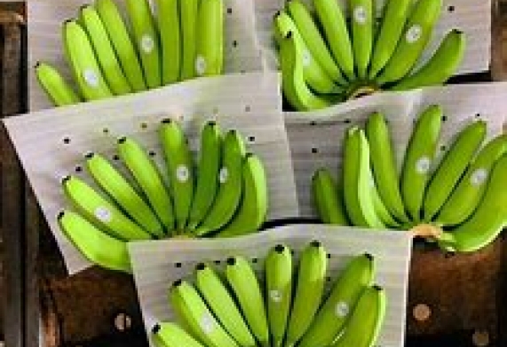 Thương vụ xuất khẩu chuối Cavendish sang thị trường Thổ Nhĩ Kỳ và Malaysia