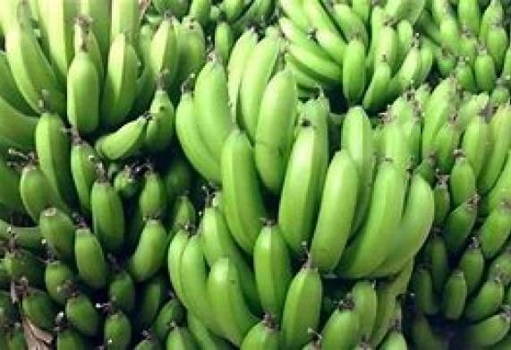 Cơ hội hợp tác với vị thương nhân đến từ Iran cho đơn hàng xuất khẩu chuối xanh