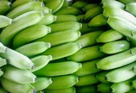 Cơ hội trở thành nhà cung cấp cho sản phẩm chuối tươi xuất sang thị trường Romania