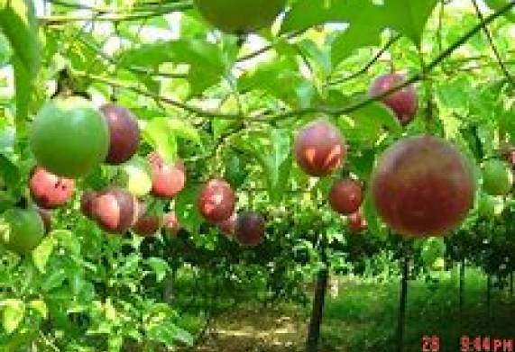 Cần tìm nhà cung cấp cho sản phẩm chanh leo xuất sang thị trường Pháp