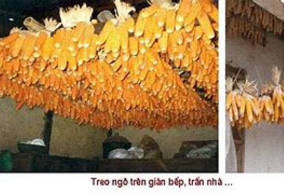 Cơ hội hợp tác xuất khẩu thức ăn chăn nuôi hàng năm sang thị trường Indonesia