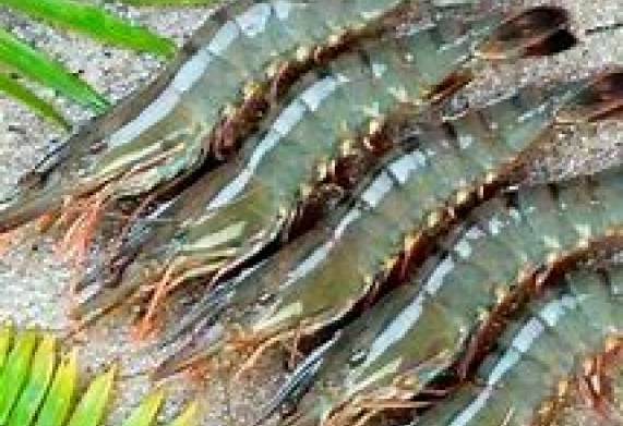 Thương vụ hợp tác xuất khẩu tôm sú sang thị trường Anh