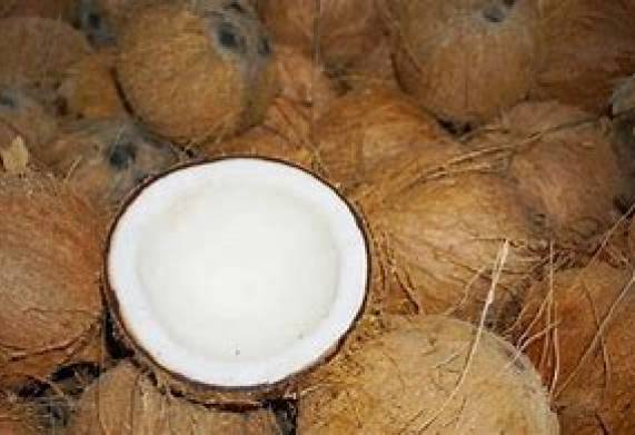 Đối tác đến từ UAE cần tìm nhà cung cấp cho đơn hàng xuất khẩu dừa khô