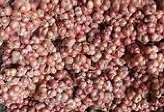 Cơ hội hợp tác xuất khẩu sản phẩm hành đến thị trường Ả Rập Xê Út