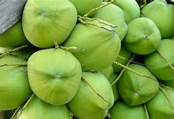 Cơ hội giao thương xuất khẩu dừa tươi sang thị trường Croatia, Hy Lạp và Ý