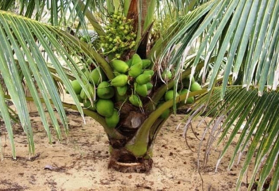 Dừa xiêm lùn (Dừa xiêm lục)