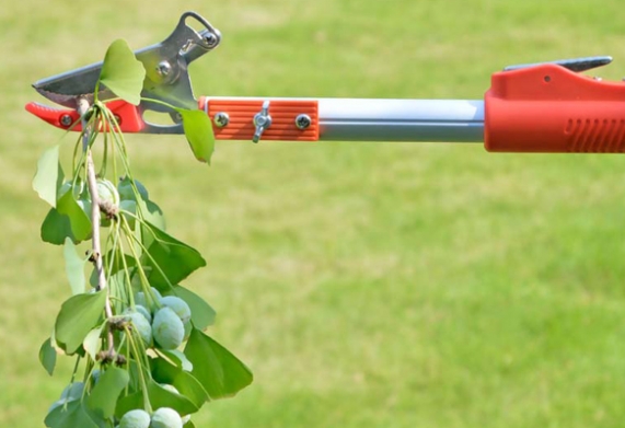3 dụng cụ hái nhãn trên cao phổ biến nhất hiện nay