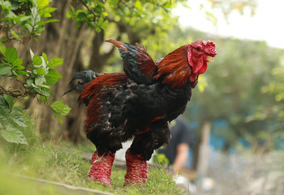 Gà Đông Tảo