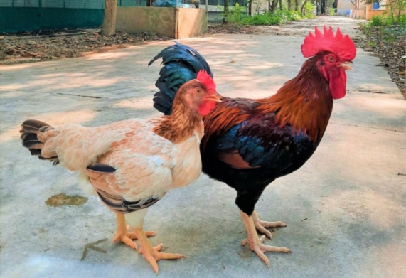 7 giống gà đặc sản vùng miền Việt Nam không phải ai cũng biết
