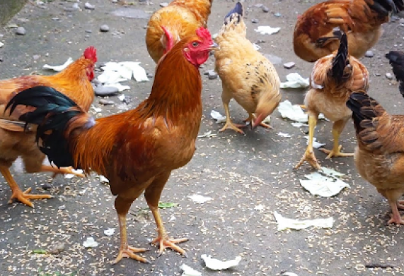 Đặc sản Gà Văn Phú - Nguồn gốc, đặc điểm sinh học, thực trạng giống gà hiện nay