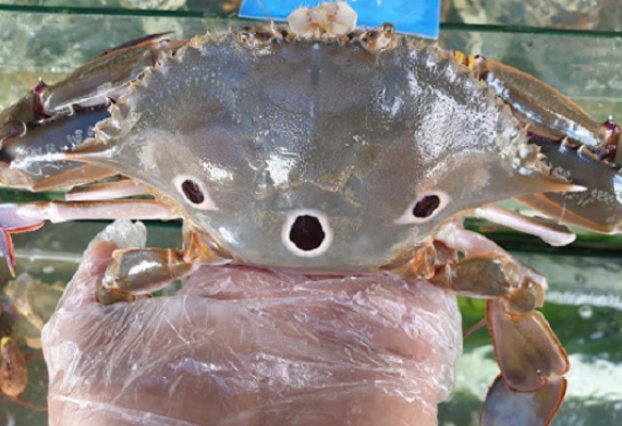 Ghẹ có nuôi được không?