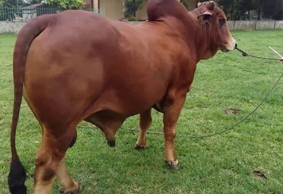 Tham khảo giá 1 con bò trưởng thành, giá bò giống 