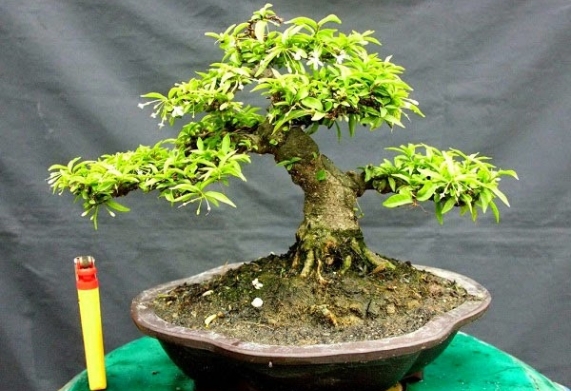Tìm hiểu giá cây mai chiếu thủy