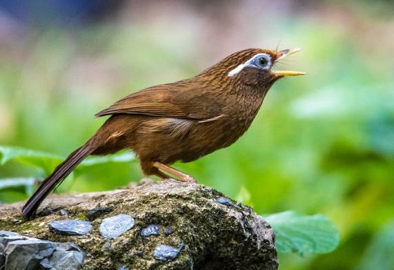 Tham khảo giá các loại chim cảnh được nuôi phổ biến hiện nay