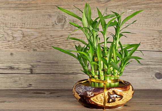 Tham khảo bảng giá cây cảnh mini hiện nay 