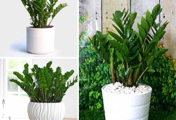 Cây kim tiền giá bao nhiêu? Tham khảo giá cây và cách chọn cây kim tiền