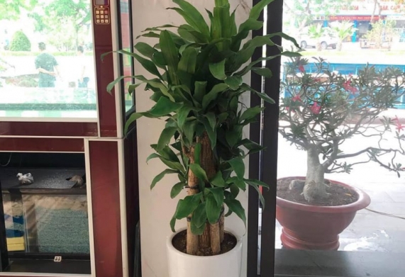 Giá bán cây thiết mộc lan bao nhiêu? Tham khảo giá bán và cách chọn mua cây thiết mộc lan