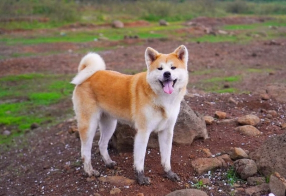 Giá chó Akita bao nhiêu? Cập nhật giá chó Akita mới nhất