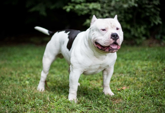 Tham khảo giá chó Pitbull được cập nhật mới nhất 