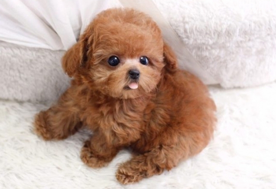 Tham khảo giá chó poodle được cập nhật mới nhất
