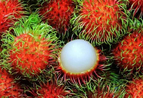 Tìm hiểu giá chôm chôm thái và cách chọn mua chôm chôm ngon, mỏng vỏ, dày cùi