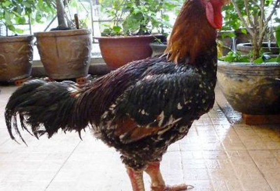Giá gà Hồ - cách chọn gà Hồ giống chất lượng và điểm mua uy tín
