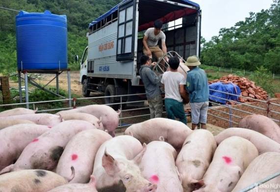 Giá heo hơi hiện nay: Duy trì ổn định ở tất cả các vùng miền 