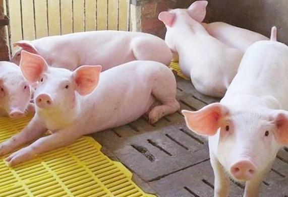 Giá heo hơi hôm nay [CẬP NHẬT MỚI NHẤT 27/6/2022] - Giá heo hai miền Bắc - Nam tăng nhẹ