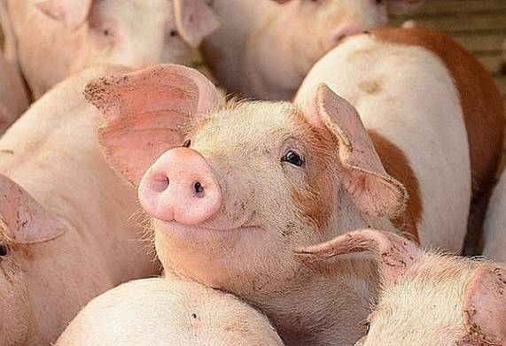 Giá heo hơi trong ngày 29/12/2022 ghi nhận đi ngang ở cả 3 miền 