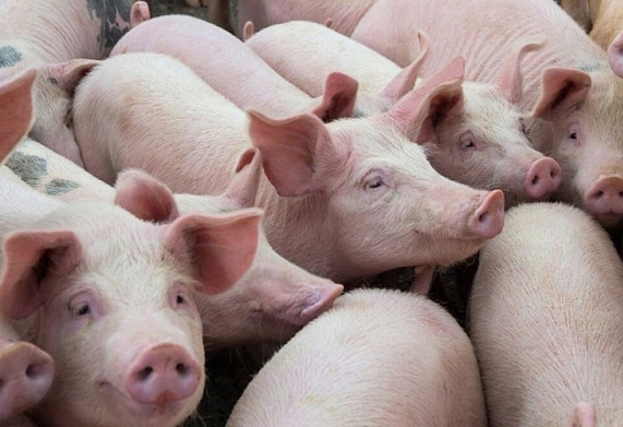Giá heo hơi ngày 10/11: Có nơi giảm tới 4.000 đ/kg