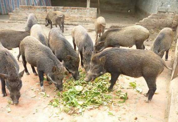 Tham khảo giá heo rừng lai và cách chọn mua thịt heo rừng chuẩn ngon 