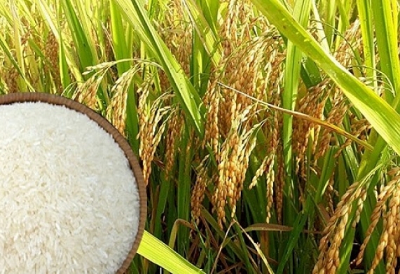 Giá lúa gạo hôm nay [ngày 24/10/2024]: nhiều mặt hàng có sự tăng nhẹ 