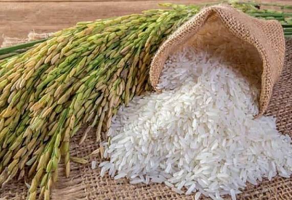 Tham khảo thông tin giá lúa gạo mới nhất