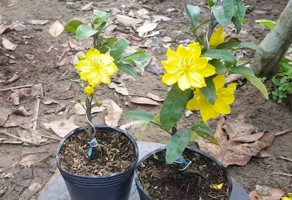 Tìm hiểu giá mai vàng chưng tết được bán phổ biến hiện nay
