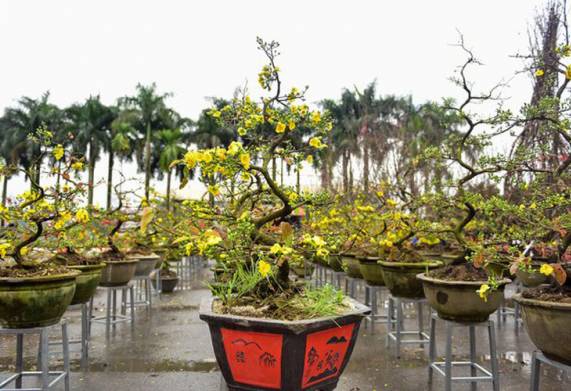 Tham khảo giá mai vàng tết được cập nhật mới nhất