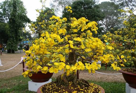 Tham khảo giá mai vàng được cập nhật mới nhất