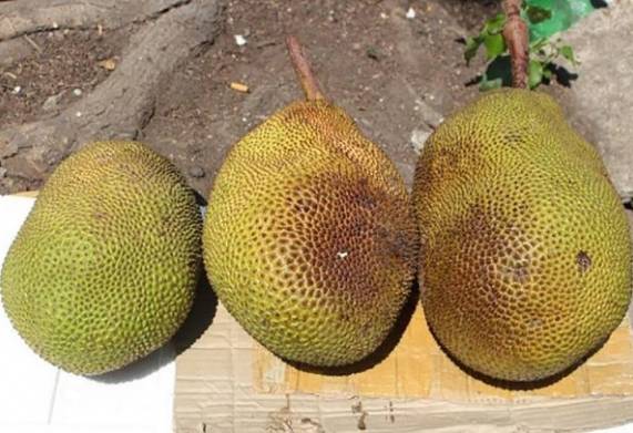 Giá mít thái hiện nay bao nhiêu? Cách chọn mua mít ngon, không hóa chất