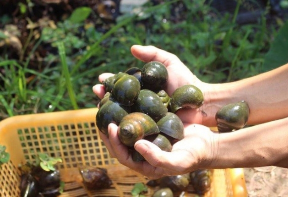 Giá ốc nhồi bao nhiêu 1kg? Cách chọn ốc nhồi ngon, chất lượng