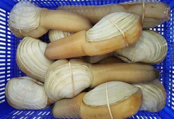 Giá ốc vòi voi trên thị trường hiện nay là bao nhiêu?