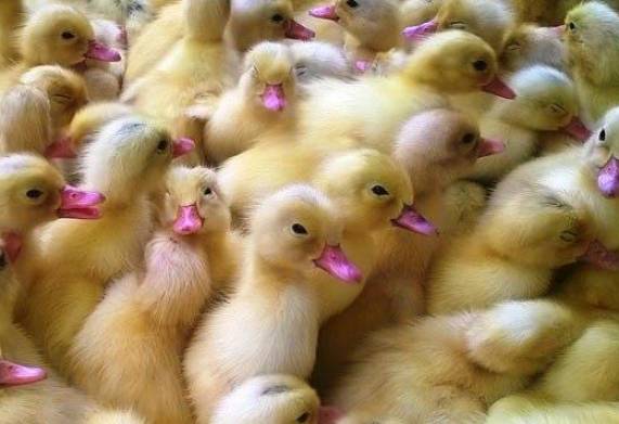 Tìm hiểu giá vịt giống được cập nhật mới nhất 