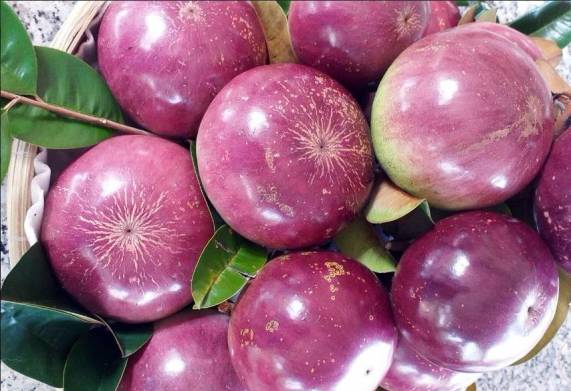 Tham khảo giá vú sữa được cập nhật mới nhất